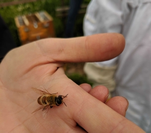 Up close and personal with the honey bees